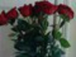 0046 flowers